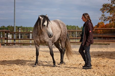 Pferdegestützte Interventionen - das Pferd als Trainer