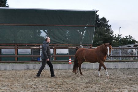 Pferdegestützte Interventionen - das Pferd als Trainer